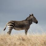 Zebra avoidance triggers costly puncture for Rovanpera at WRC Safari Rally