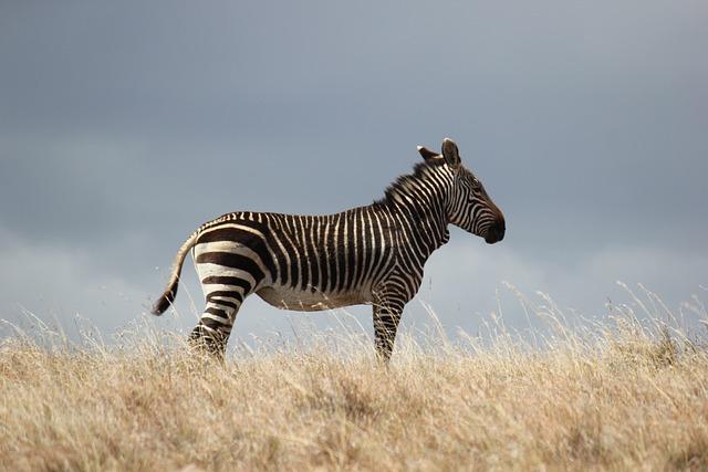 Zebra avoidance triggers costly puncture for Rovanpera at WRC Safari Rally