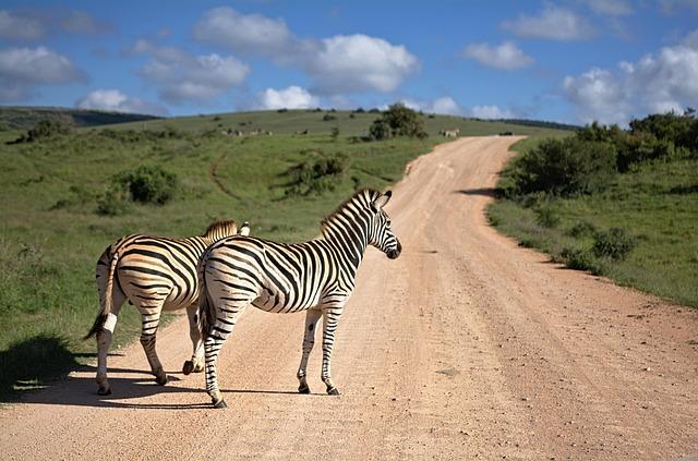 Thrills and Challenges Await as South African Safari Rally Launches Near Sun City!