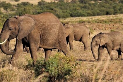 Thrills and Challenges Await as South African Safari Rally Launches Near Sun City!