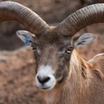 Exciting Times Ahead: Officials on the Brink of a New Deal Following Ram’s NASCAR Debut!