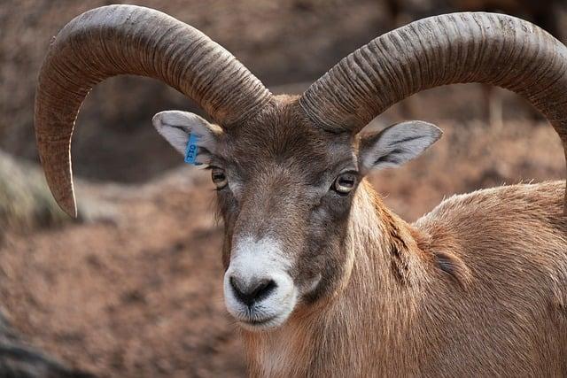 Exciting Times Ahead: Officials on the Brink of a New Deal Following Ram’s NASCAR Debut!