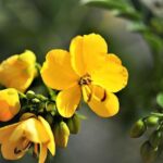 Unraveling the Evolution of the Senna Legend