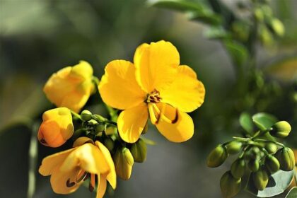 Unraveling the Evolution of the Senna Legend