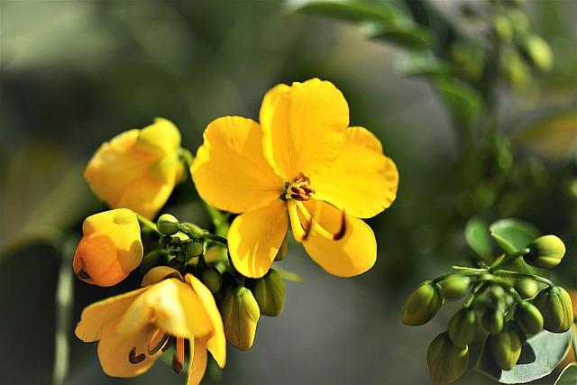 Unraveling the Evolution of the Senna Legend