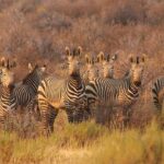 Thrills and Tension: The Unforgettable Drama of the South African Safari Rally