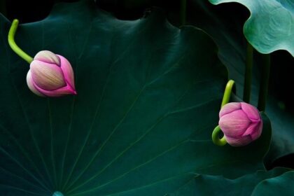 Chase Briscoe and James Small: Battling for Survival on the Track!