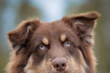 Discover the Wonders of Australia: An Unforgettable Tour Experience!