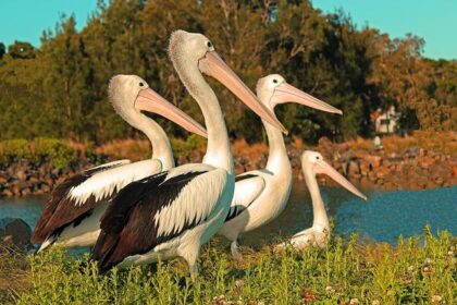 Elfyn Evans Left Reeling by Controversial Penalty as Toyota Plans to Fight Back!