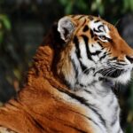 Raja the Tiger Makes Bold Prediction: William Byron to Claim the 2025 NASCAR Cup Series Championship! Raja the Tiger Makes Bold Prediction: William Byron to Claim the 2025 NASCAR Cup Series Championship!