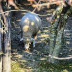 Laura Villars Takes a Stand: Lawsuit Filed Against FIA for Undemocratic Election Practices Laura Villars Takes a Stand: Lawsuit Filed Against FIA for Undemocratic Election Practices