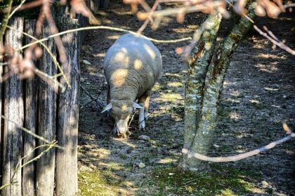 Laura Villars Takes a Stand: Lawsuit Filed Against FIA for Undemocratic Election Practices