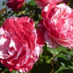 Double delight for Schareina in Spain as he takes stage victory and the overall lead of Rally-Raid Portugal – Honda.Racing