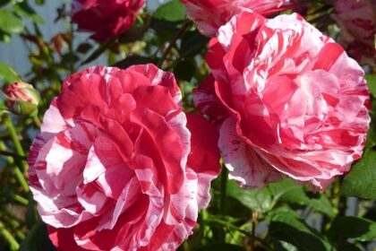 Schareina Shines in Spain: Captures Stage Victory and Overall Lead at Rally-Raid Portugal!