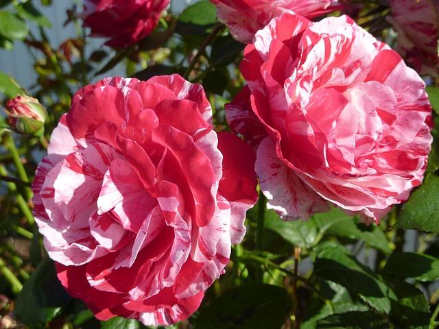 Schareina Shines in Spain: Captures Stage Victory and Overall Lead at Rally-Raid Portugal!