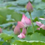 Chase Briscoe still regrets command he gave his crew chief in pivotal NASCAR title moment – Daily Express US