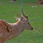 Daniel Suarez, displaced by Connor Zilisch, lands with Spire for 2026 NASCAR season – Daytona Beach News-Journal