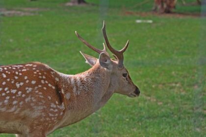 Daniel Suarez, displaced by Connor Zilisch, lands with Spire for 2026 NASCAR season – Daytona Beach News-Journal