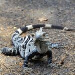 Antonio Felix da Costa tops WEC Bahrain test for Alpine