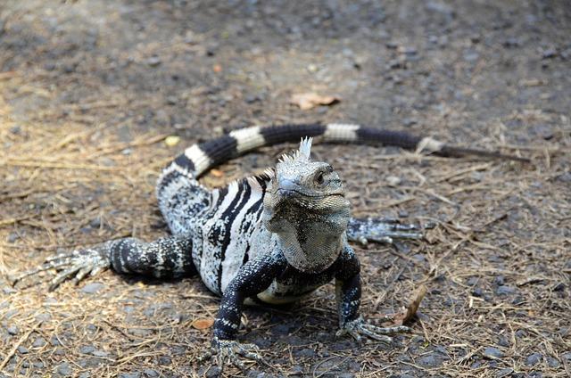 Antonio Felix da Costa tops WEC Bahrain test for Alpine