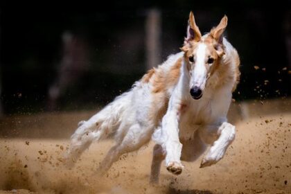 A.J. Foyt Racing expands military connection to Santino Ferrucci’s No. 14 car in 2026 IndyCar Series season