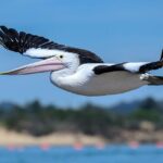 Aussie Burger Chain Reconsiders Oscar Piastri Promotion Following Podium Drought