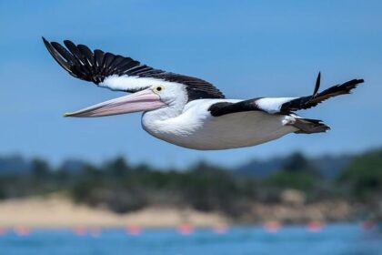 Aussie Burger Chain Reconsiders Oscar Piastri Promotion Following Podium Drought