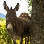 Scott McLaughlin Gears Up for an Exciting Penske Porsche Adventure at the 2026 Daytona 24 Hours!
