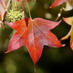 Revving Up the Future: The Launch of a National Rally Training Center in America!