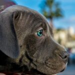 Brad Pitt Unmoved by Lewis Hamilton’s Comment That Sparked F1 Movie Rewrite