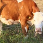 Dana White Teases Exciting NASCAR Aspirations at UFC 322!