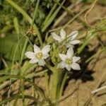 Justin Haley to Depart Spire Motorsports: What’s Next for the Rising Star?