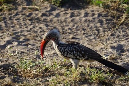 Monteiro Joins A.J. Foyt Racing: A New Chapter Begins!