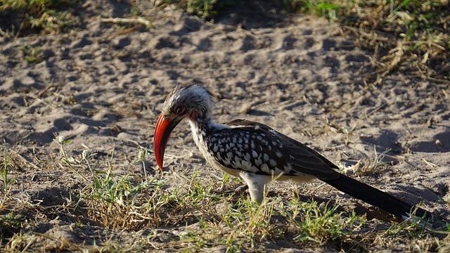 Monteiro Joins A.J. Foyt Racing: A New Chapter Begins!