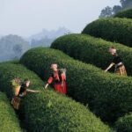 Get Ready for the Thrills: A Sneak Peek at the Whelen Modified Tour in Wilkesboro!