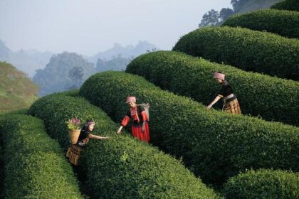 Get Ready for the Thrills: A Sneak Peek at the Whelen Modified Tour in Wilkesboro!