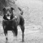 Dana White Sparks NASCAR Speculation with UFC Face-Off Gesture!