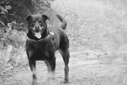 Dana White Sparks NASCAR Speculation with UFC Face-Off Gesture!