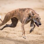 Is a New Era on the Horizon for AJ Foyt Racing?