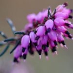 Inside Elite Motorsports: A Behind-the-Scenes Tour with Erica Enders and Alex Laughlin