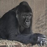 Massa’s £64 Million ‘Crashgate’ Lawsuit: The Battle Continues!