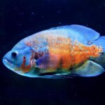 Unpacking the Controversy: F1 Drivers React to Oscar Piastri’s Brazil GP Penalty