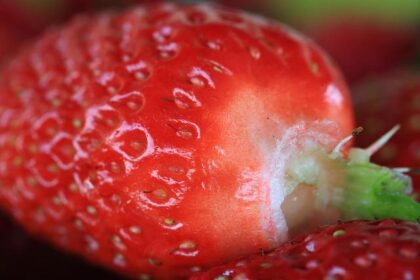 Tyler Reif Takes the Wheel as Anchor Driver for No. 42 Niece Motorsports Team!