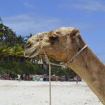 On this day in 1995, Colin McRae became the UK’s first world rally champion