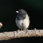 OUR TEAM – Juncos Hollinger Racing