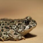 Unveiling Shane van Gisbergen’s Stunning No. 97 Red Bull Livery for the 2026 NASCAR Season!