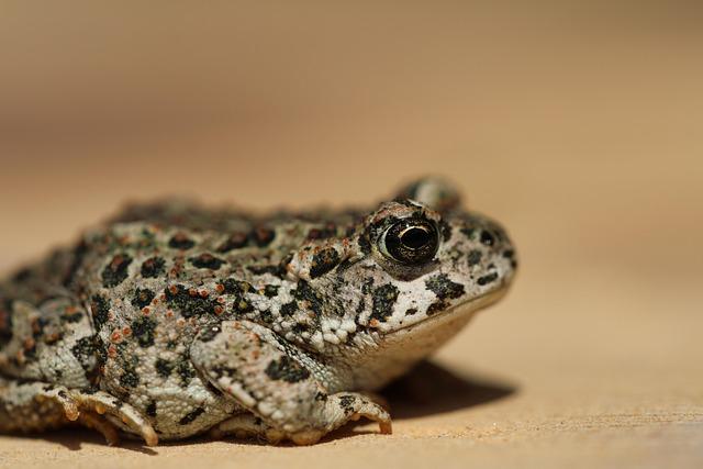 Unveiling Shane van Gisbergen’s Stunning No. 97 Red Bull Livery for the 2026 NASCAR Season!