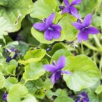 Unveiling the Future: Exciting Education Program for Motorsports Professionals at PRI Show 2025!