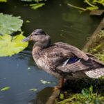 Pato O’Ward’s Big Week Features Laps in INDYCAR SERIES, F1 Cars – INDYCAR.com