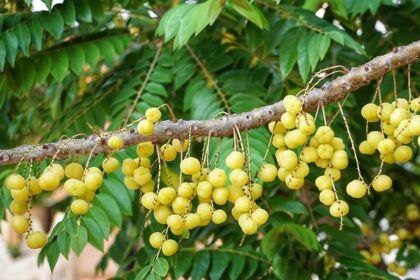 Logan Misuraca: The Rising NASCAR Star Driven by ‘Moral Victories’ on Her Racing Journey